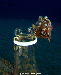 my Octopus decided to go out from botle after photo casting by Ernesto Rodriguez 